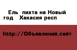 Ель, пихта на Новый год - Хакасия респ.  »    